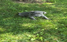 Great Dane dogs for sale: Sky - Image 22