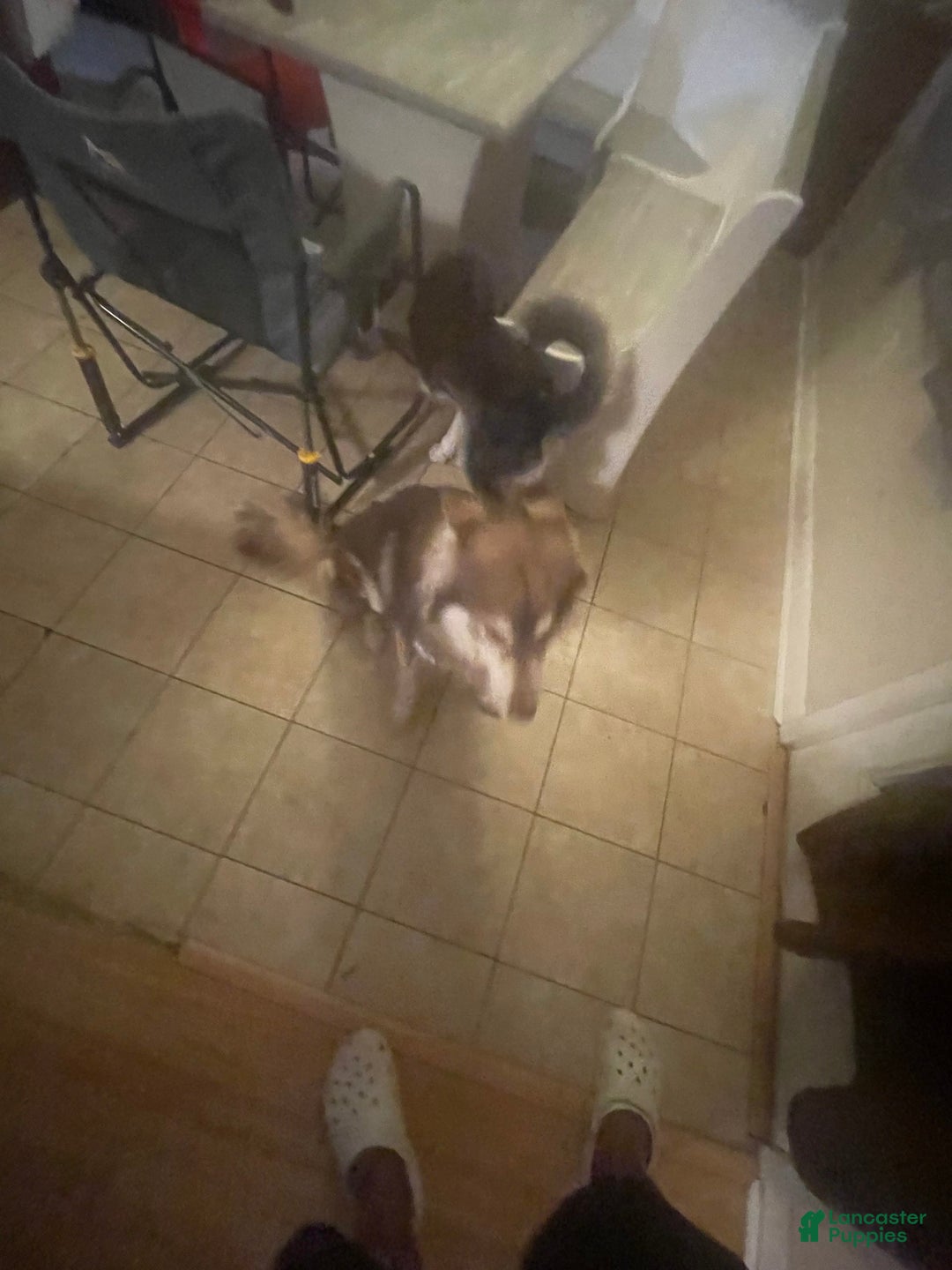 Siberian Husky dogs for sale: Luna - Image 3
