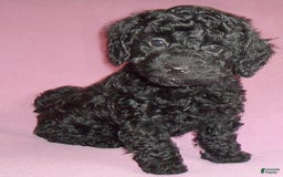 Yorkiepoo dogs for sale: Pepper - Image 7
