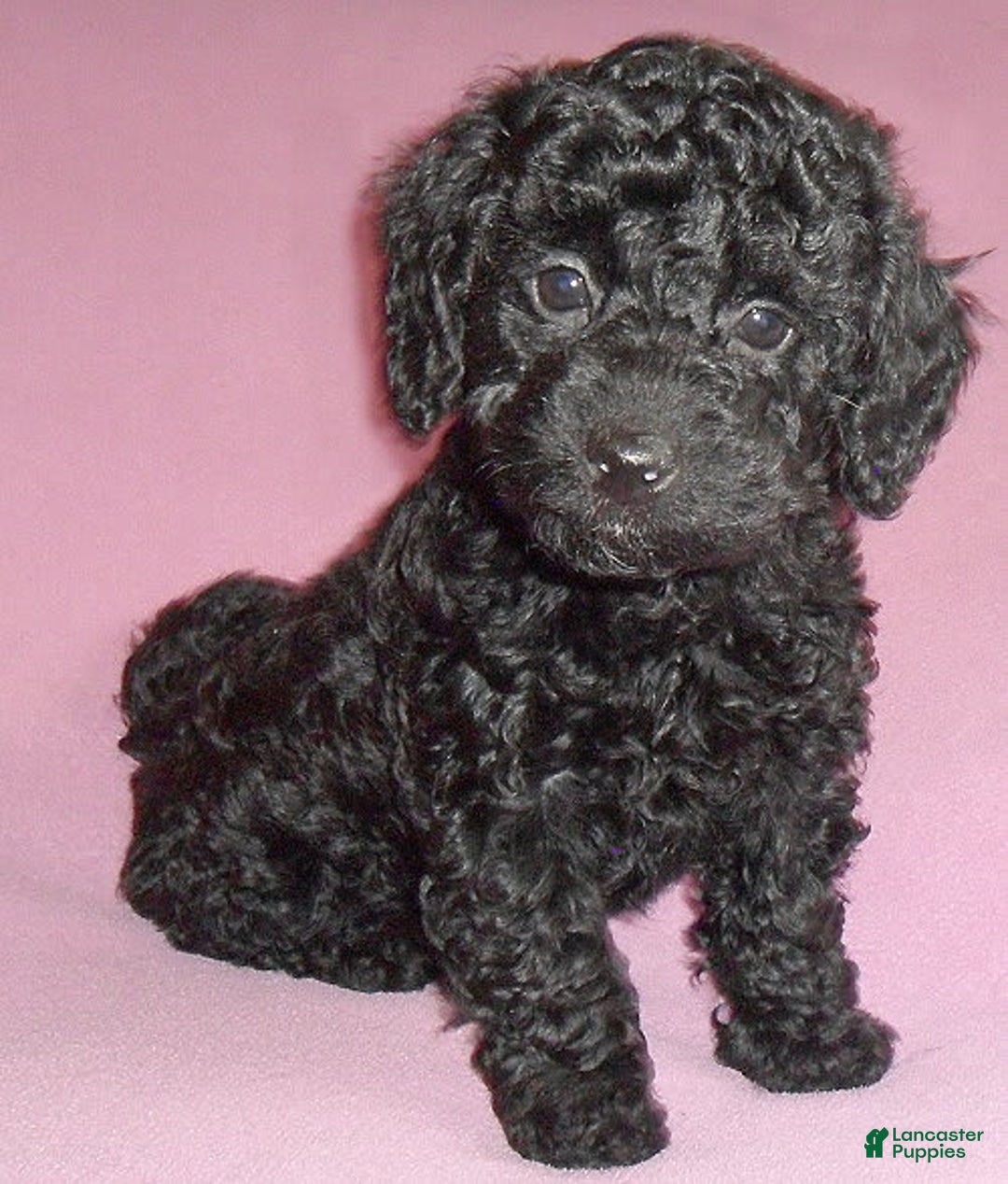 Yorkiepoo dogs for sale: Pepper - Image 7