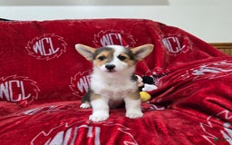 Welsh Corgi Pembroke dogs for sale: Leo - Image 2