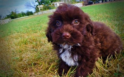 Havapoo dogs for sale: Havapoo 7 puppies - Image 9