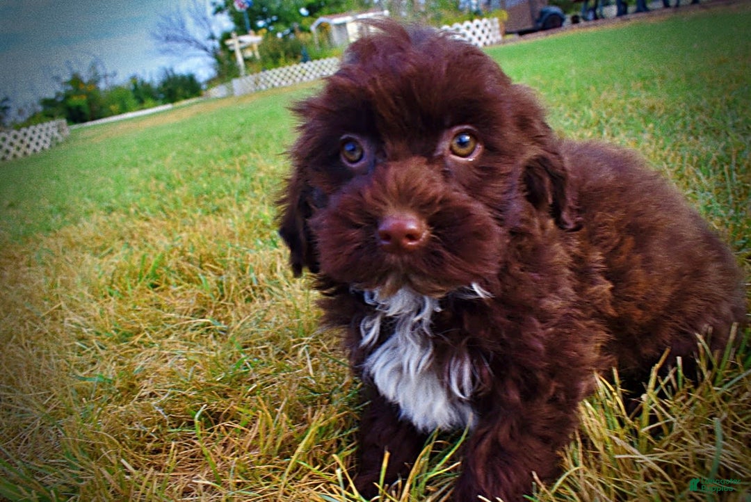 Havapoo dogs for sale: Havapoo 7 puppies - Image 9