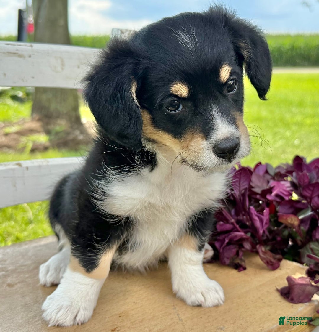 Welsh Corgi Pembroke dogs for sale: Welsh Corgi (Pembroke) 5 puppies - Image 21