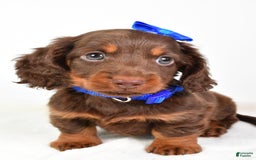 Miniature Dachshund dogs for sale: Ranger - Image 3