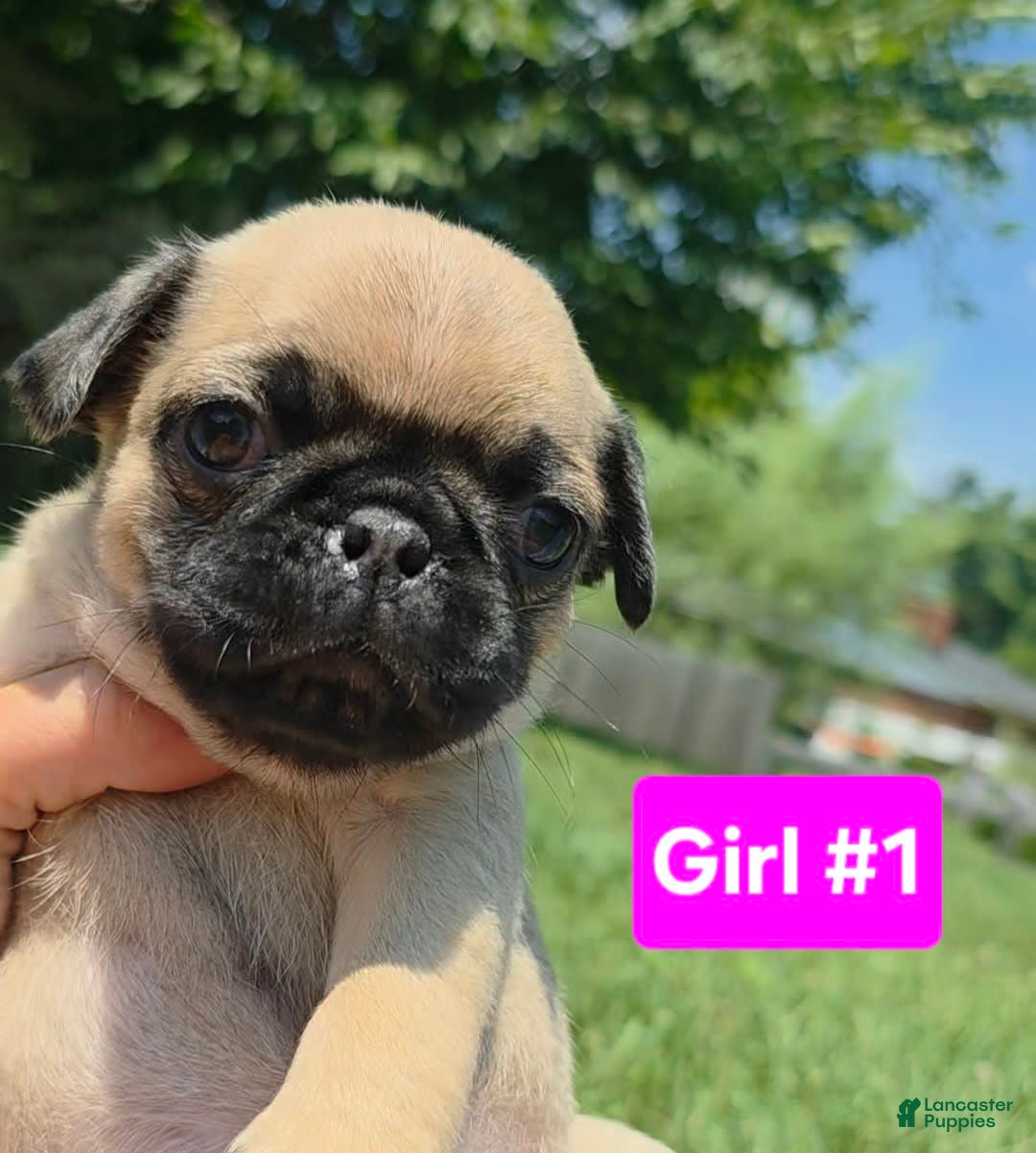 Pug dogs for sale: Opal Girl 1 - Image 1