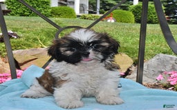 Shih Tzu dogs for sale: Nellie - Image 4