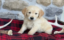 Golden Retriever dogs for sale: Sammy - Image 4