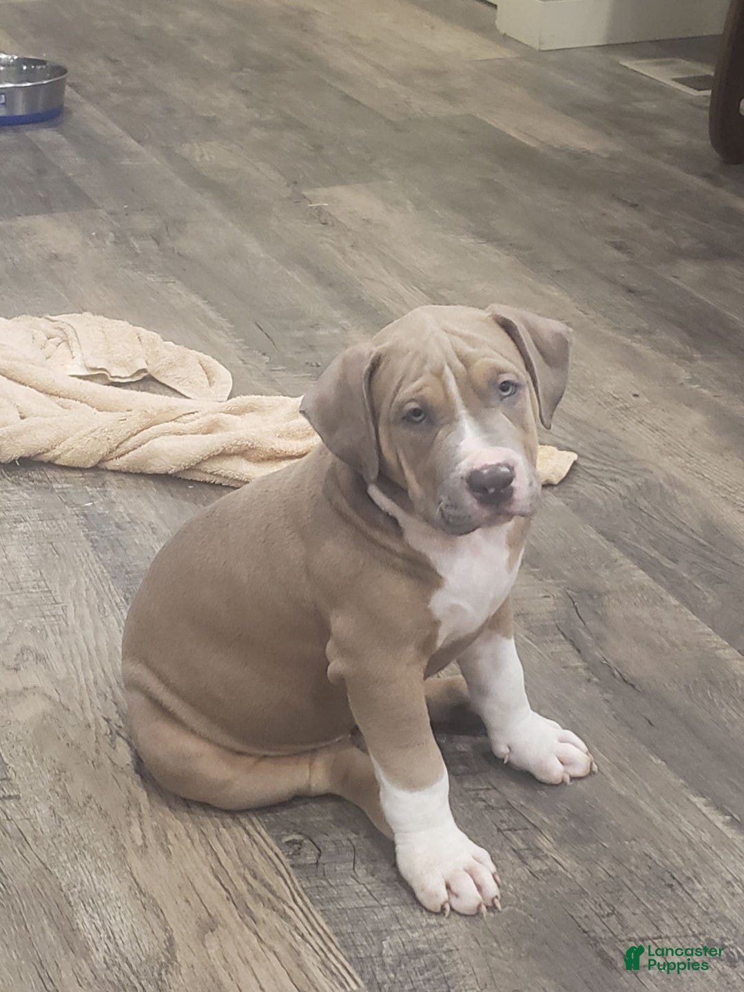 American Bully dogs for sale: Socks - Image 76