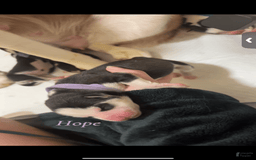 Siberian Husky dogs for sale: Hope - Image 1