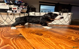 Miniature Australian Shepherd dogs for sale: Black Tri Male 2 - Image 2