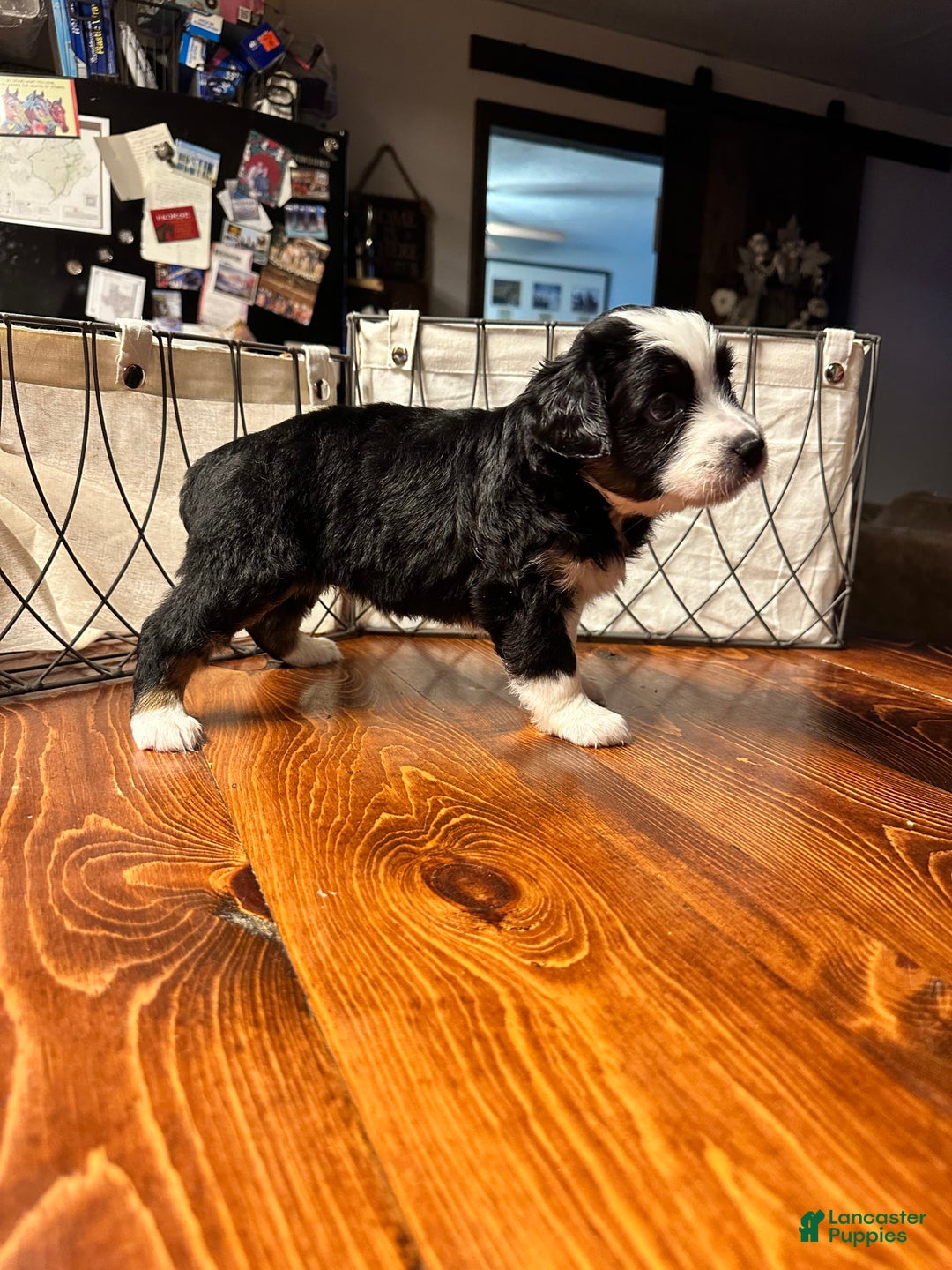 Miniature Australian Shepherd dogs for sale: Black Tri Male 2 - Image 2
