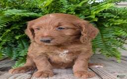 Goldendoodle dogs for sale: Ellie - Image 33
