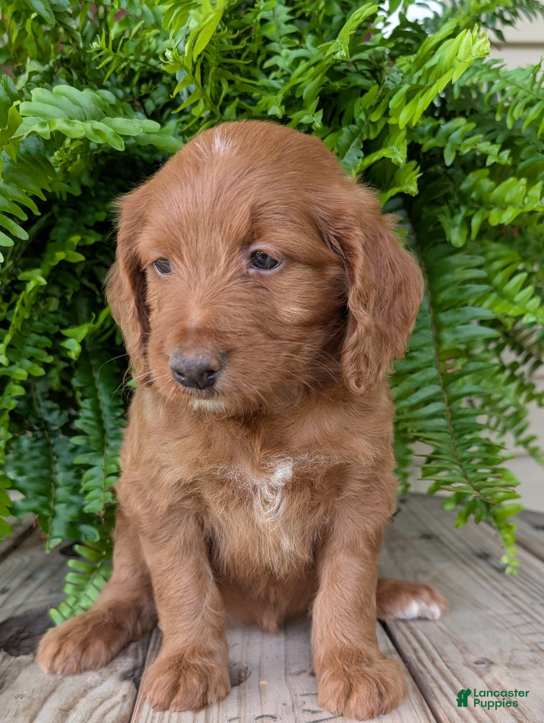 Goldendoodle dogs for sale: Ellie - Image 33