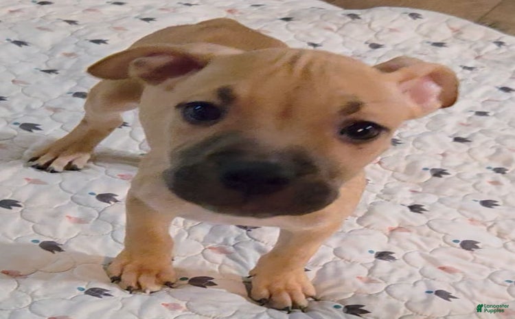 American Pit Bull Terrier dogs - Advert 11