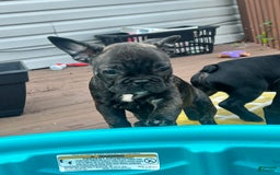 French Bulldog dogs for sale: Ollie - Image 3