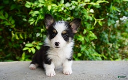 American Corgi dogs for sale: Ash - Image 5
