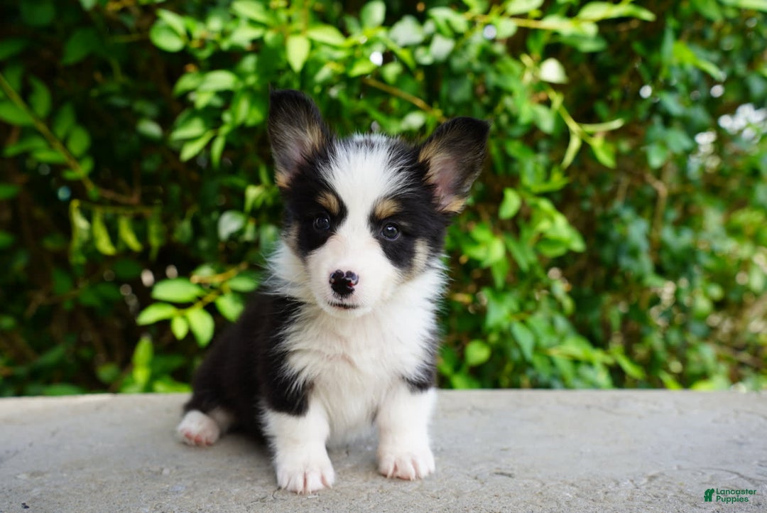 American Corgi dogs for sale: Ash - Image 5