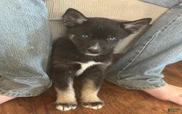 Gerberian Shepsky dogs for sale: Pixy - Image 7