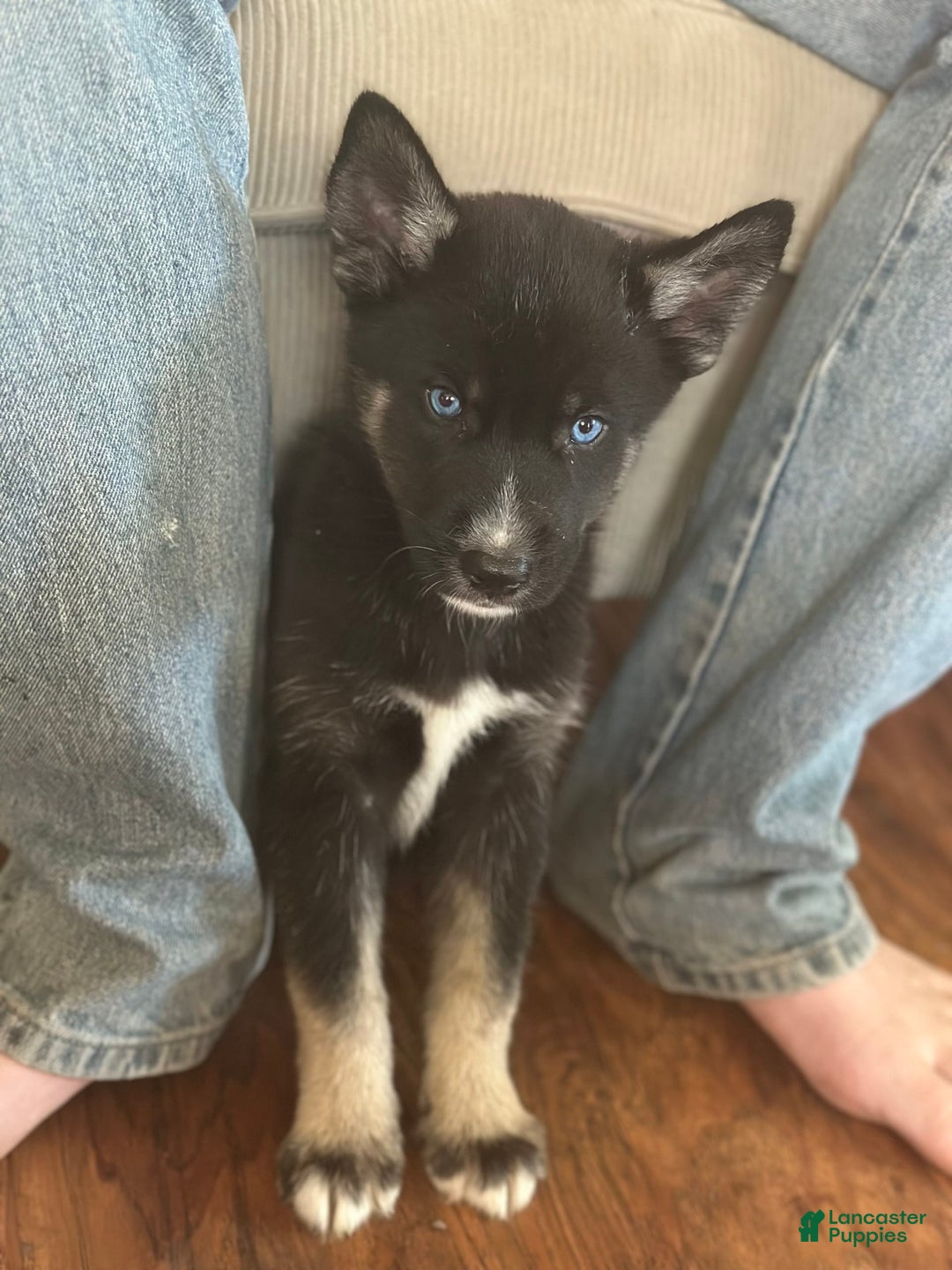 Gerberian Shepsky dogs for sale: Pixy - Image 7