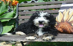 Mini Bernedoodle dogs for sale: Roscoe - Image 6