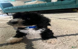 Maltipoo dogs for sale: King - Image 4