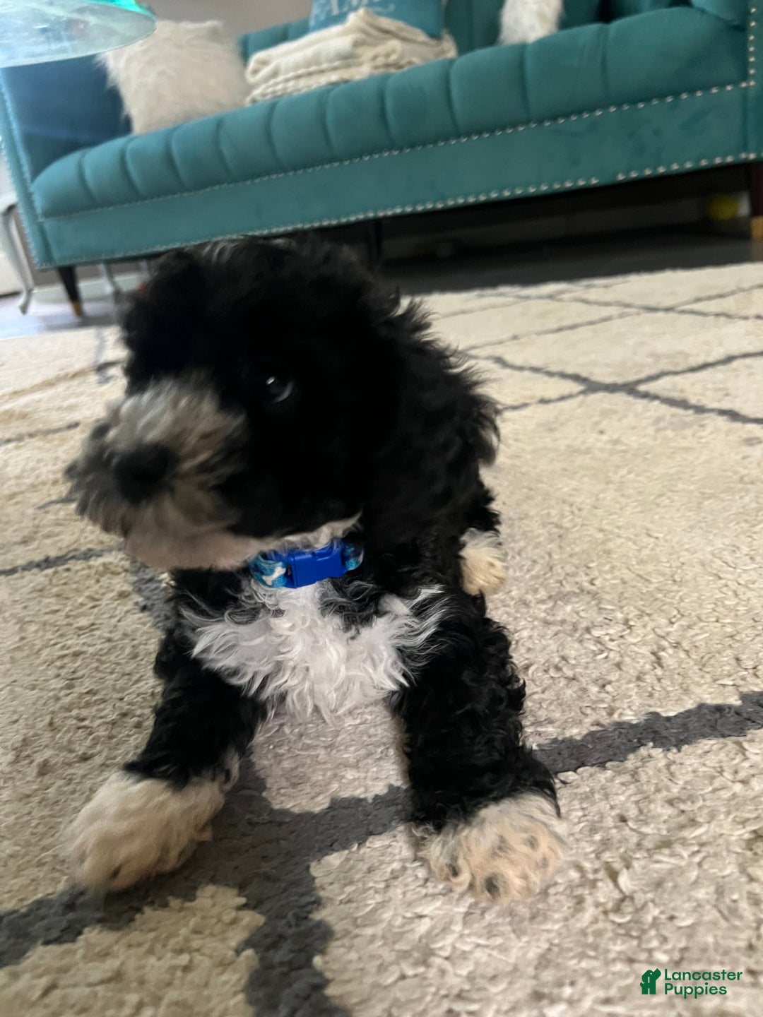 Maltipoo dogs for sale: King - Image 4