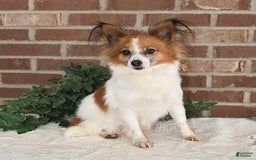 Papillon dogs for sale: Pluto - Image 26