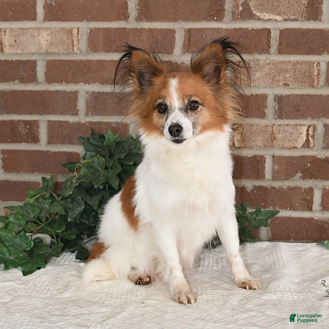 Papillon dogs for sale: Pluto - Image 26
