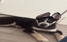 Siberian Husky dogs for sale: Rocky - Image 3
