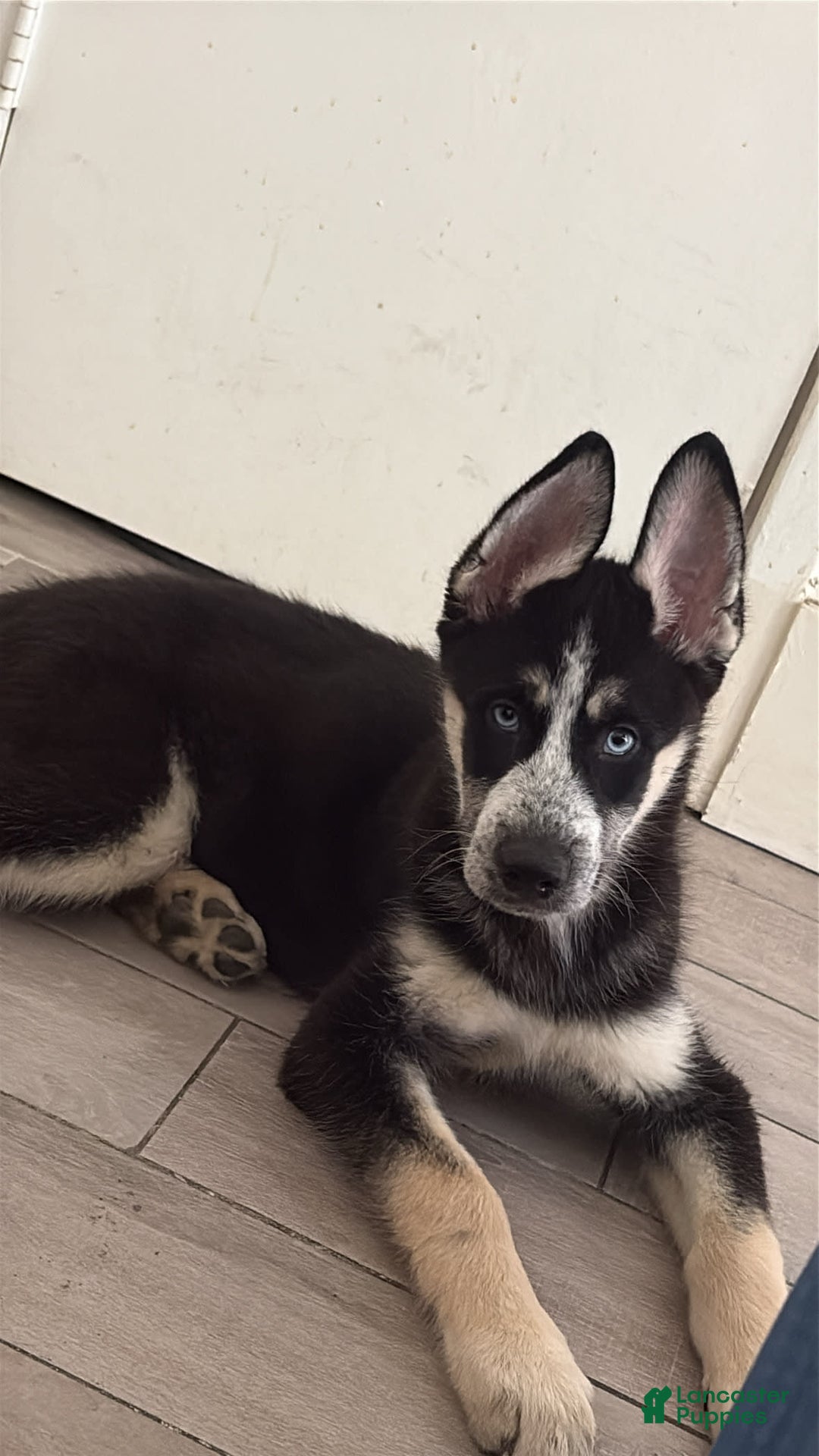 Siberian Husky dogs for sale: Rocky - Image 3