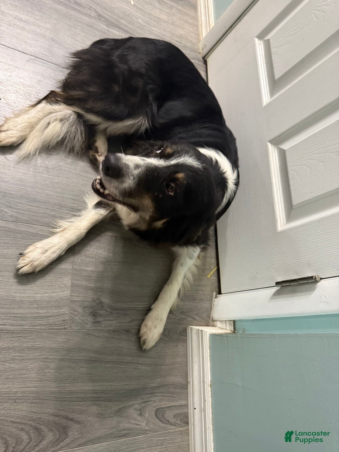 Border Collie dogs for sale: Daisy - Image 3