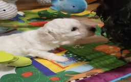 Bichon Frise dogs for sale: Mary Francis - Listing for pets: Mary Francis - Image 5