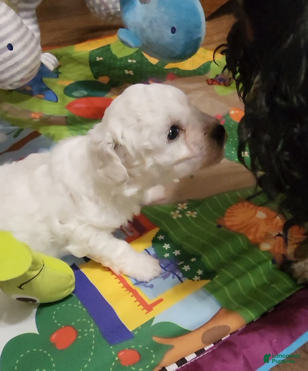 Bichon Frise dogs for sale: Mary Francis - Listing for pets: Mary Francis - Image 5