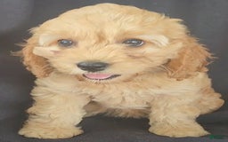 Cockapoo dogs for sale: Brooke - Image 2