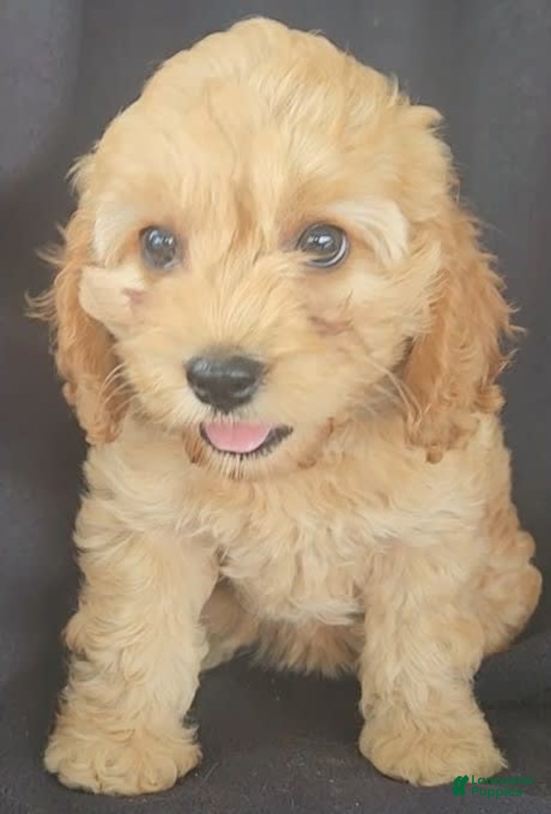 Cockapoo dogs for sale: Brooke - Image 2