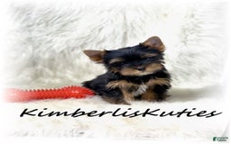 Yorkshire Terrier dogs for sale: Beau - Image 1