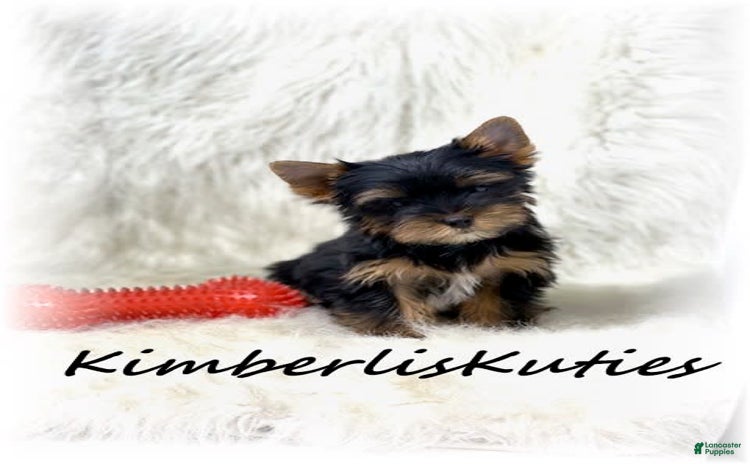 Yorkshire Terrier dogs for sale - Ad 1