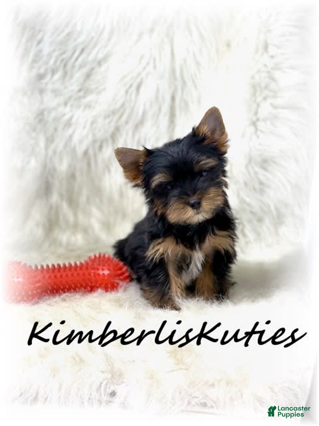 Yorkshire Terrier dogs for sale: Beau - Image 1
