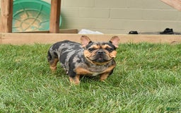French Bulldog dogs for sale: Daisy - Image 6