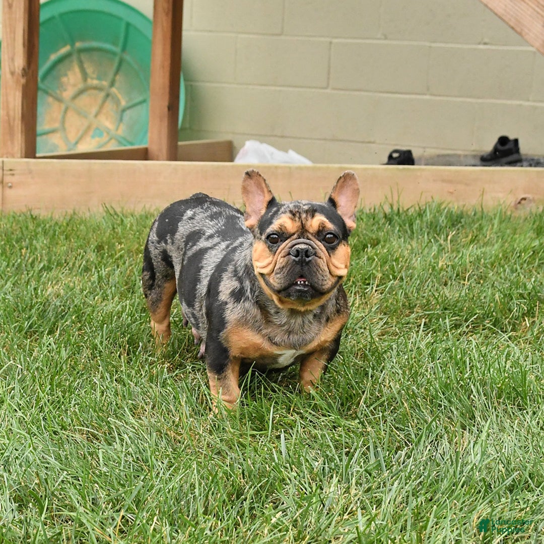 French Bulldog dogs for sale: Daisy - Image 6