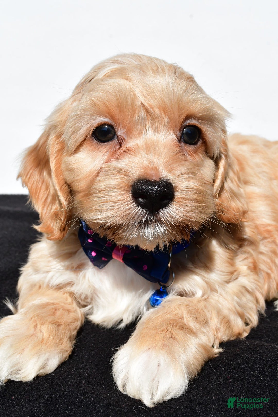 Cockapoo dogs for sale: Wes - Image 2