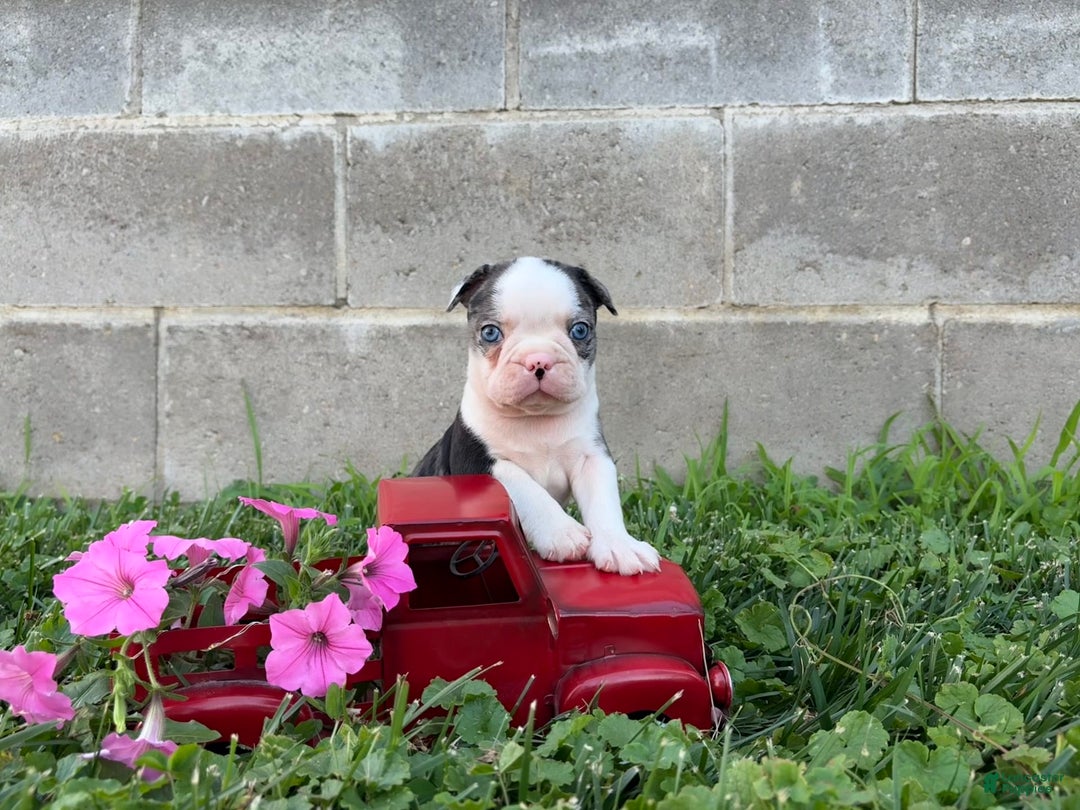 Boston Terrier dogs for sale: Diamond - Image 2