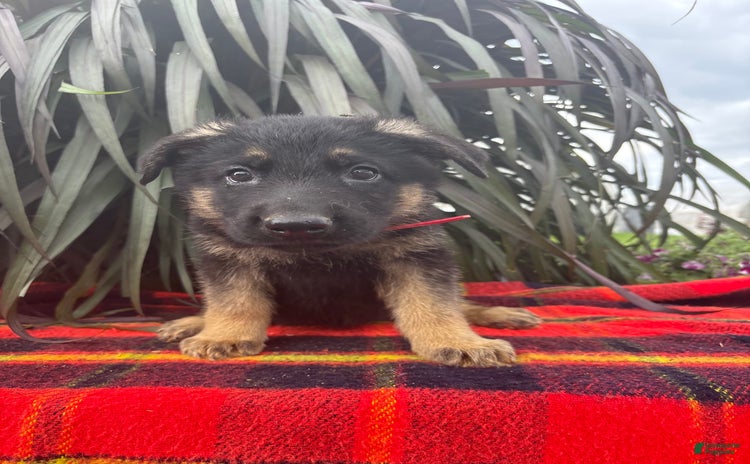 German Shepherd dogs for sale - Ad 2