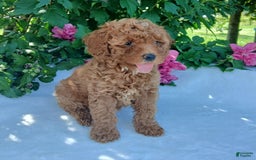 Toy Poodle dogs for sale: Angel - Image 2