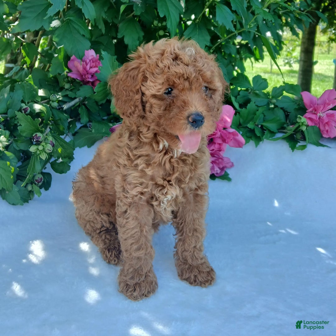 Toy Poodle dogs for sale: Angel - Image 2