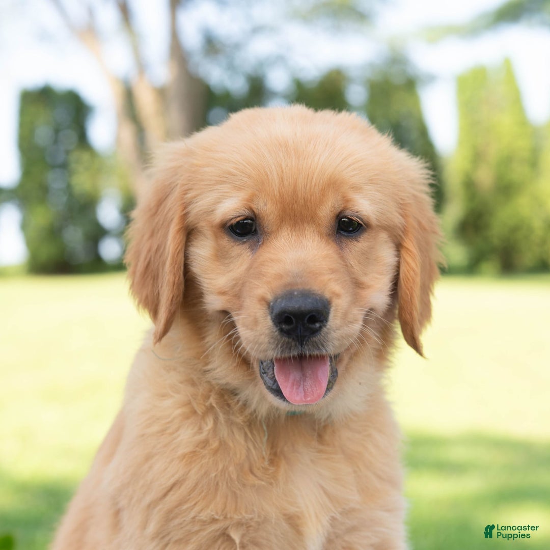Golden Retriever dogs for sale: Hannah - Image 7