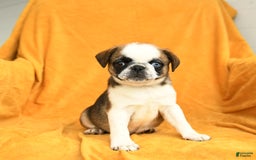Pug dogs for sale: Pug 6 puppies - Image 3