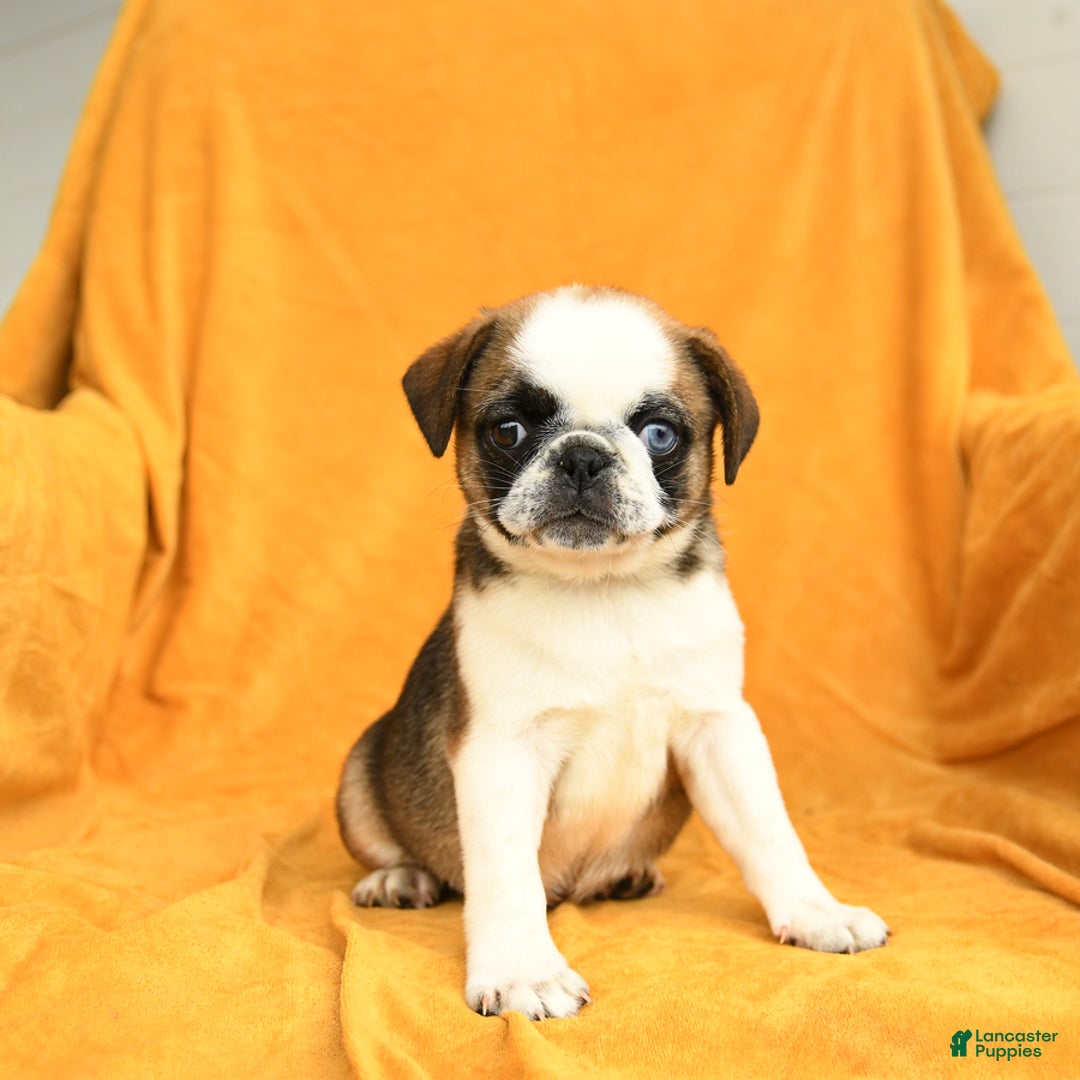 Pug dogs for sale: Pug 6 puppies - Image 3