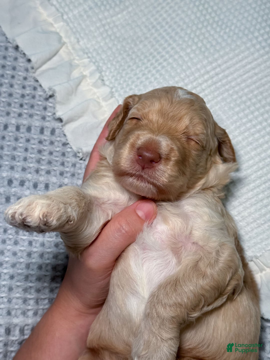Goldendoodle dogs for sale: Archie - Image 5